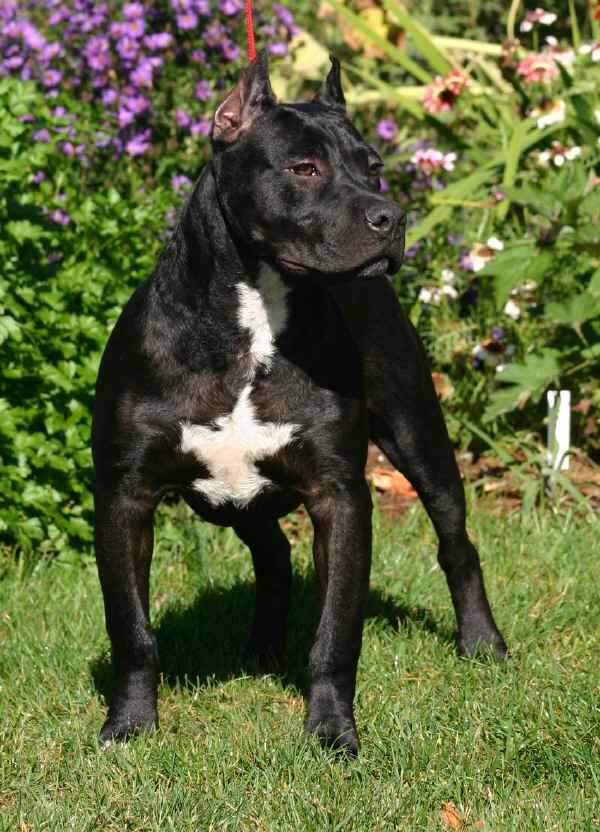 American Pit Bull Terrier 