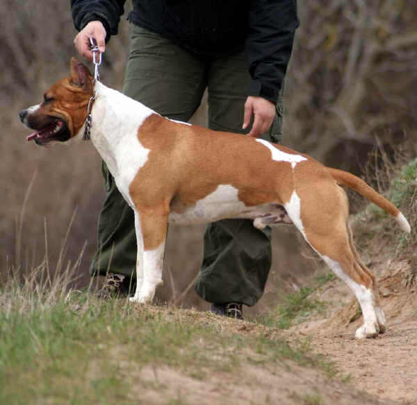 American Staffordshire Terrier