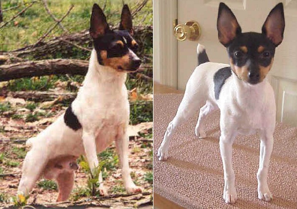 American Toy Terrier