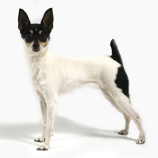 American Toy Terrier