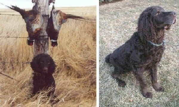 American Water Spaniel