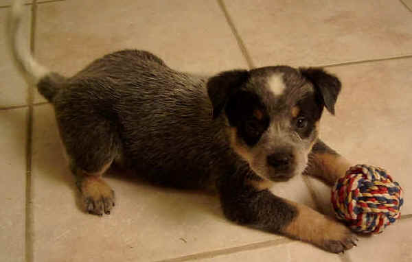 Australian Cattle Dog