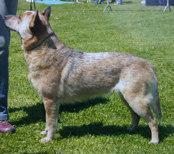 Australian Cattle Dog