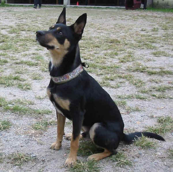 Australian Kelpie 