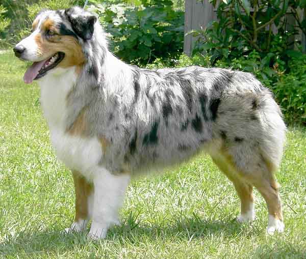 Australian Shepherd