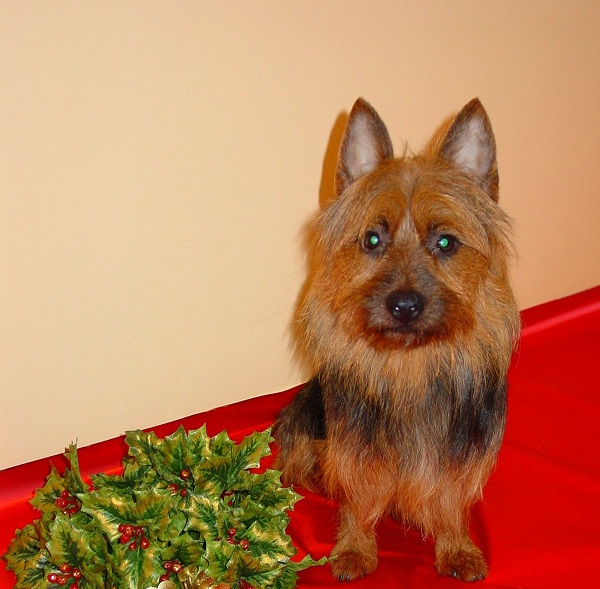 Australian Terrier