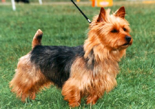 Australian Terrier