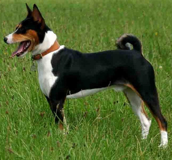 Basenji