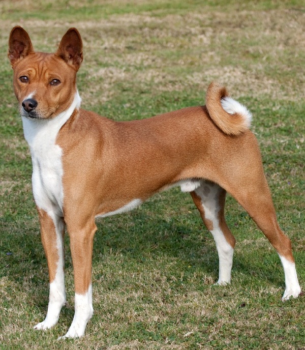 Basenji