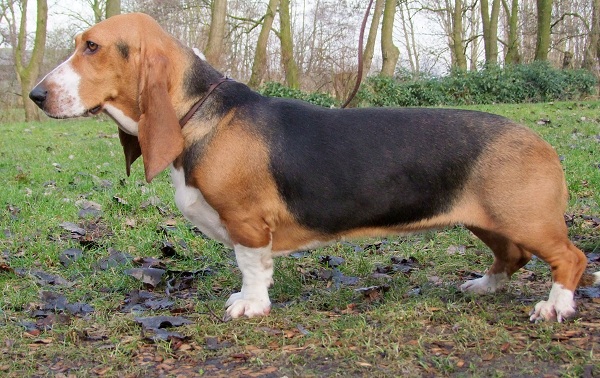 Basset Artésien-Normand