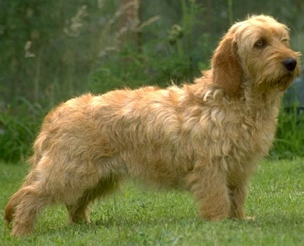 Basset Fauve de Bretagne