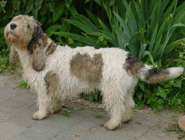 Grand Basset Griffon Vendéen 