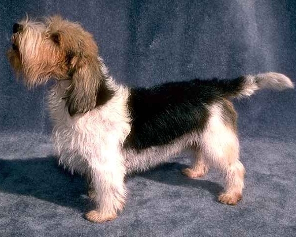 Grand Basset Griffon Vendéen 