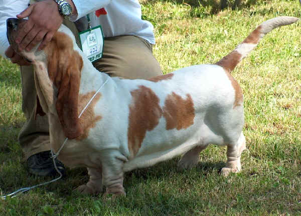 Basset-Hound