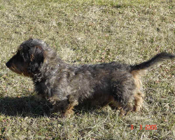 Razze Cani Bassotto Tedesco A Pelo Duro Dachshund Teckel