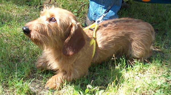 Razze Cani Bassotto Tedesco A Pelo Duro Dachshund Teckel