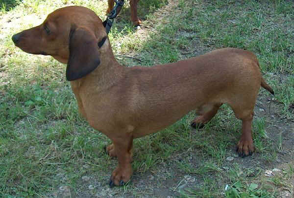 Bassotto Kaninchen a Pelo Corto 