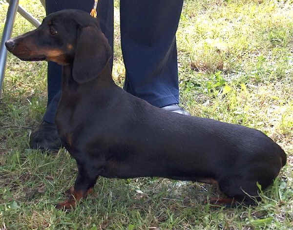 Bassotto Tedesco Nano a Pelo Corto