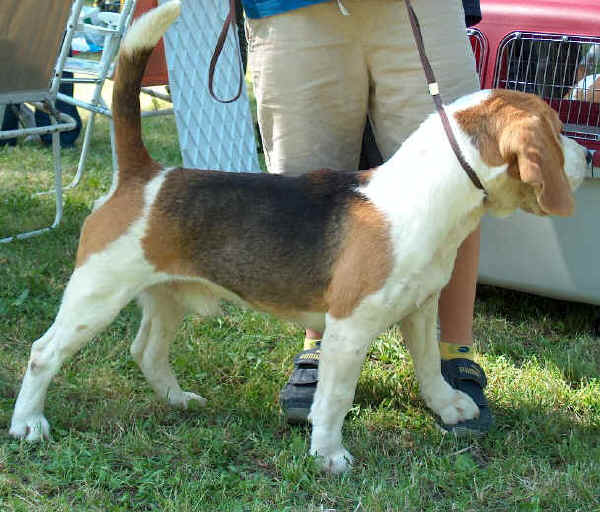 Beagle