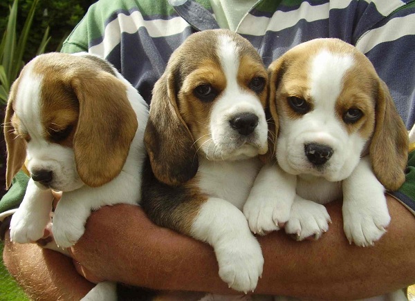 Beagle