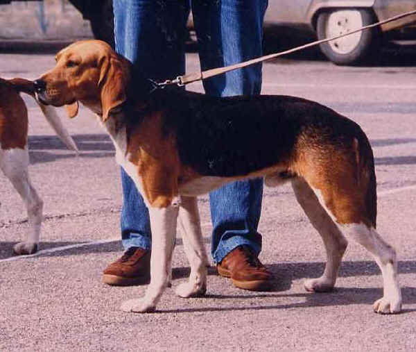 Beagle Harrier