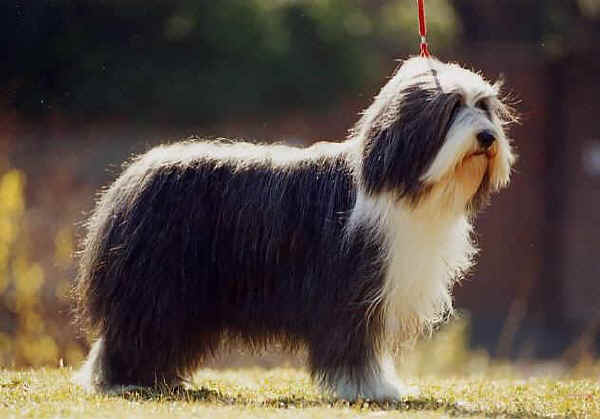 Bearded Collie