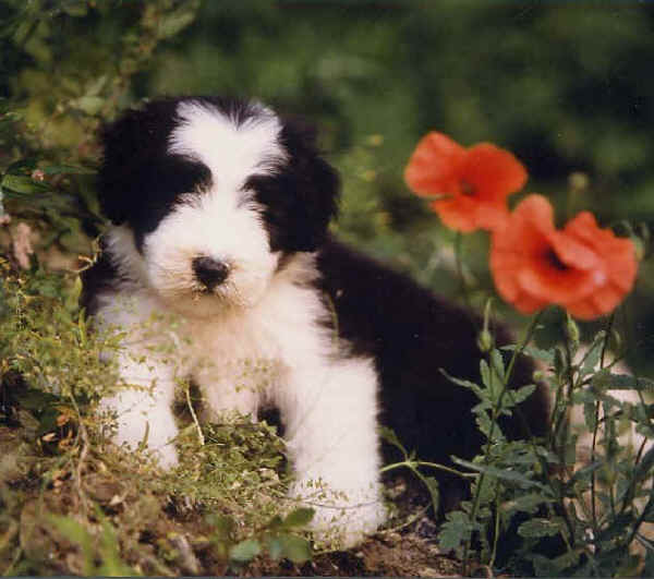 Bearded Collie