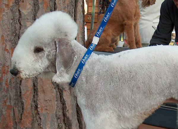 Bedlington Terrier