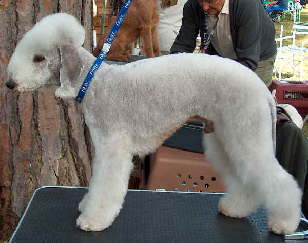 Bedlington Terrier