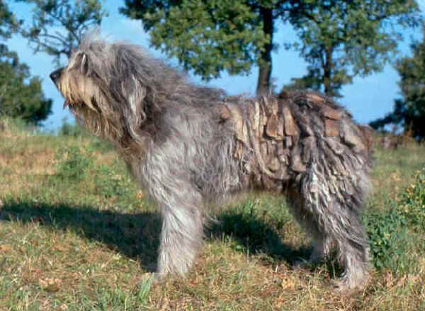 Cane da Pastore Bergamasco