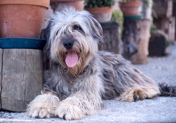 Cane da Pastore Bergamasco