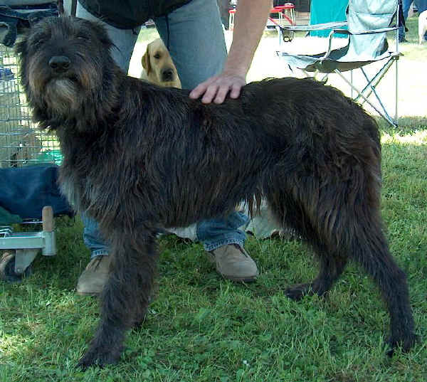 Berger de Picardie