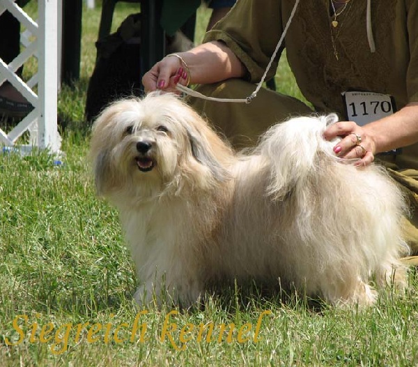 Bichon Avanese