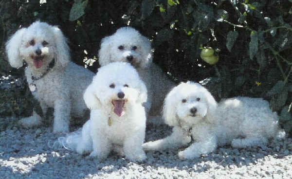 Bichon Frise