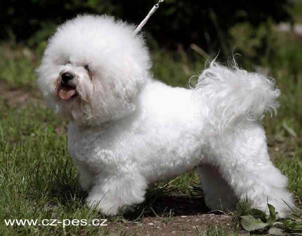 Bichon Frise