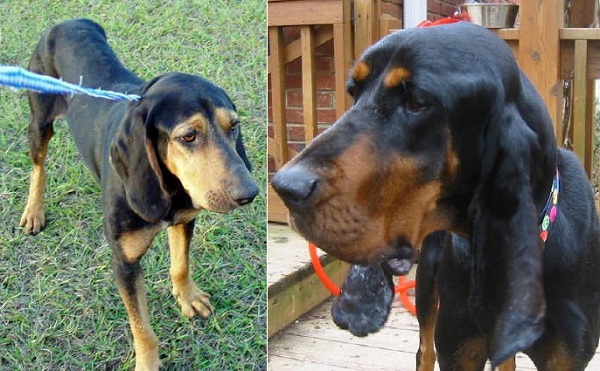 Black and Tan Coonhound