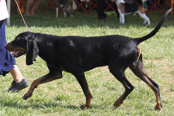 Black and Tan Coonhound