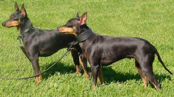 Black and Tan Toy Terrier