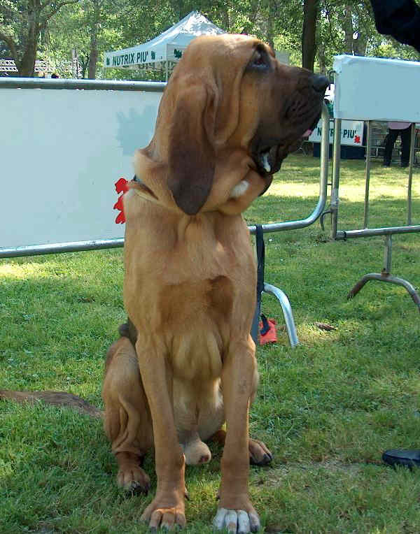 Bloodhound