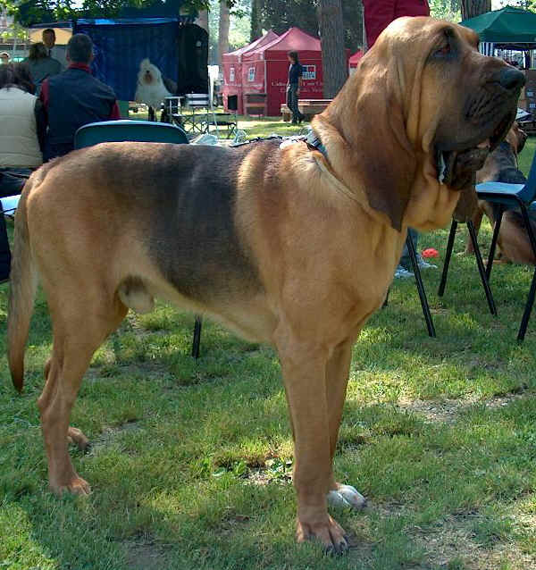 Bloodhound