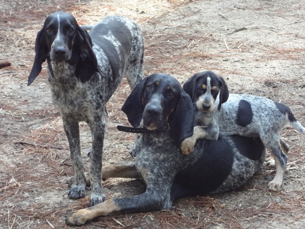 Bluetick Coonhound