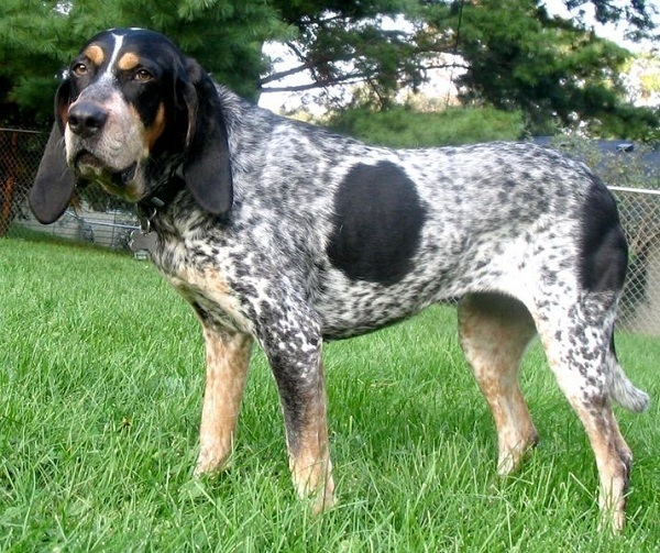 Bluetick Coonhound