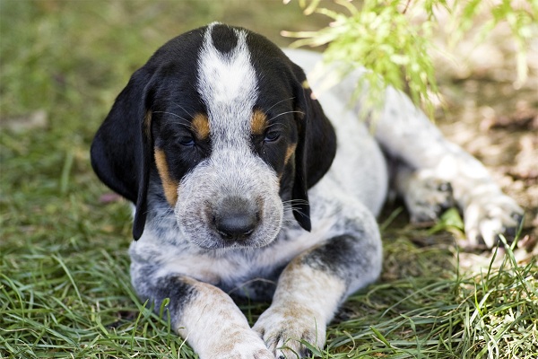 Bluetick Coonhound