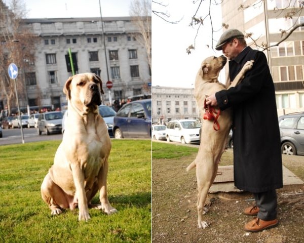 Boerboel