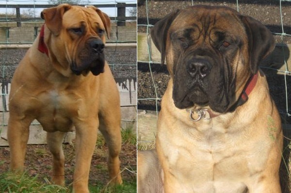 Boerboel