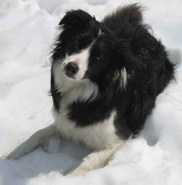 Border Collie