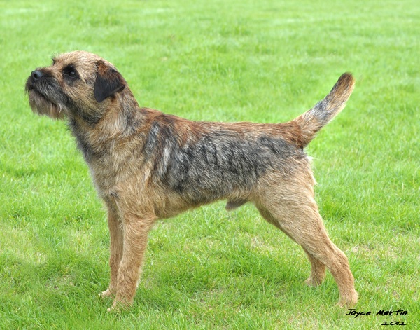 Border Terrier 