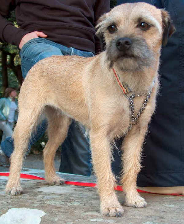 Border Terrier 