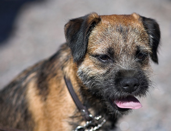 Border Terrier 