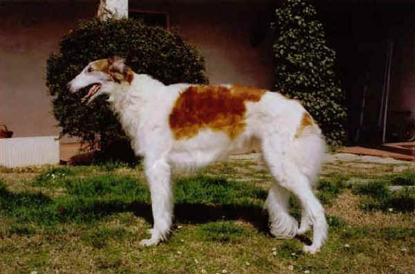 Borzoi